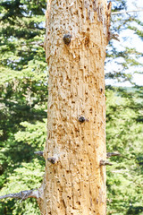 Trunk of dead tree in Black Forest in Germany / Many holes made by a woodpecker