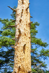 Trunk of dead tree in Black Forest in Germany / Many holes made by a woodpecker