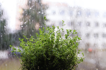 Green thyme plant growing in pot on the windowsill on wet misted window glass background in rainy day.