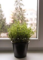 Green thyme plant growing in pot on the windowsill on wet misted window glass background in rainy day.