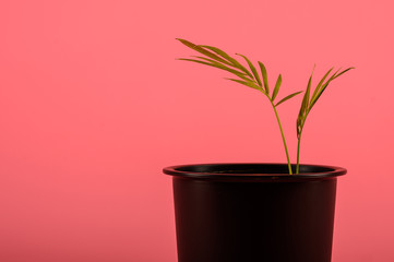 sprout in a pot on pink background