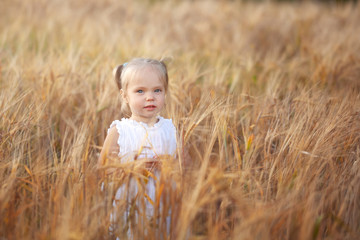 Naklejka na ściany i meble Cute little girl in white dress on the field of rye in summer day.