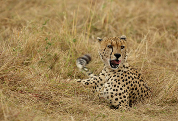 A Cheetah relaxing after eating a meal in the Savannah, Masai Mara, Kenya
