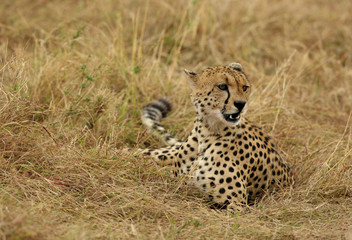 Naklejka premium A Cheetah relaxing after eating a meal in the Savannah, Masai Mara, Kenya