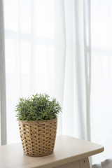 Rattan weave potted plant on wooden brown chair with white transparent curtain and window background.