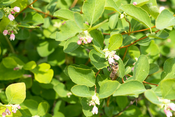 Obraz premium daylight. a bush with flowers all in bloom. the bee collects honey and pollinates the bush