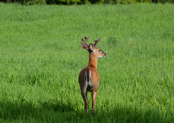 Buck White Tailed Deer