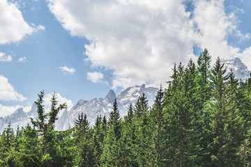 landscape view of alps mountains peak fir tree on background