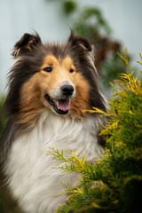 Rough collie aged