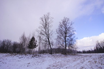 Winter nature background. Landscape in countryside.