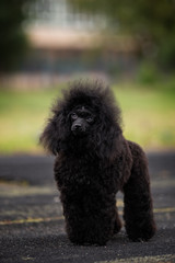 Portrait of a black poodle