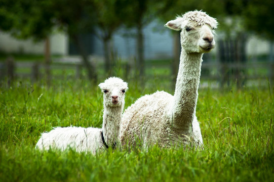 Alpaca mother and baby