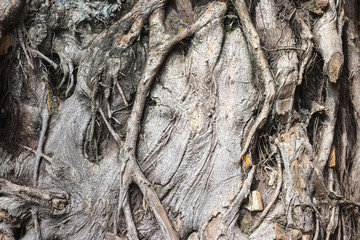 Complex structure of roots background and texture.