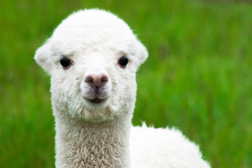 White alpaca baby closeup