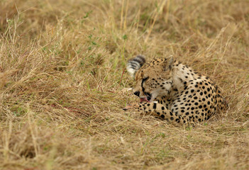 A Cheetah licking its paws after eating a meal in the Savannah, Masai Mara, Kenya