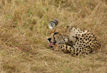 A Cheetah licking its paws after eating a meal in the Savannah, Masai Mara, Kenya