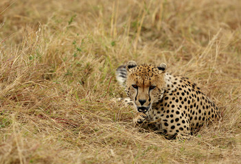 A Cheetah relaxing after eating a meal in the Savannah, Masai Mara, Kenya