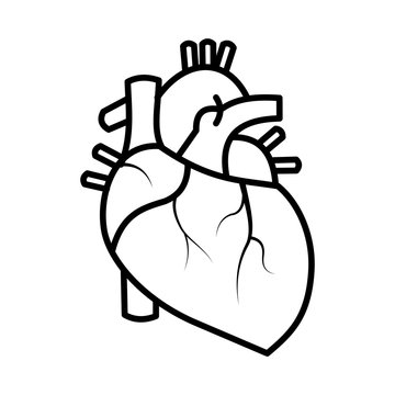 Human heart outline sketch. Black and white line art.