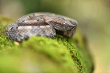 Hognosed pitviper on moss tree
