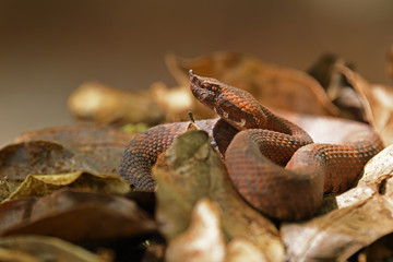 Hognosed pitviper in dry leaves