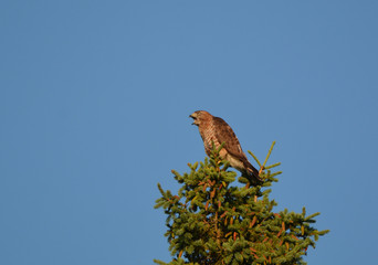 Screeching Broad Winged Hawk
