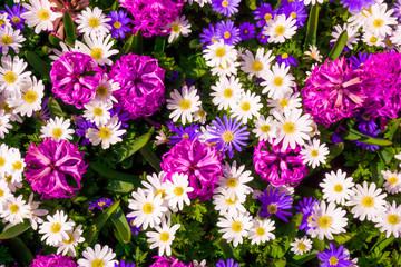 Fototapeta premium Beautiful flowers as background