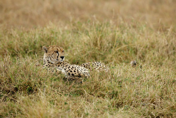 A Cheetah relaxing after eating a meal in the Savannah, Masai Mara, Kenya