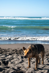 Perro