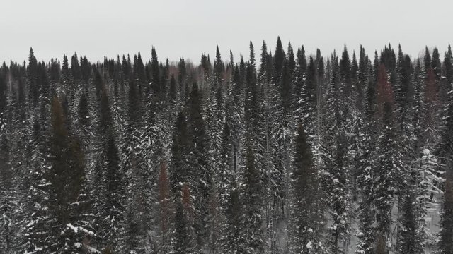 Aerial view of the taiga forests of pine trees.Siberian taiga.Winter forest with a drone. Beautiful winter landscape of Siberian area with drones.