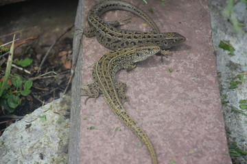 lizard in my garden