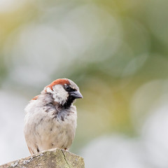 Male house sparrow - Passer domesticus	