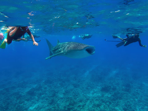Walhai mit Schnorchlern