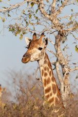 Obraz premium Adult Giraffe in Kruger National Park, South Africa
