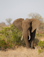 Fototapeta premium Bull Elephant w Parku Narodowym Krugera w RPA