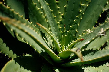 Green Aloe Vera plant background. Close-up photo