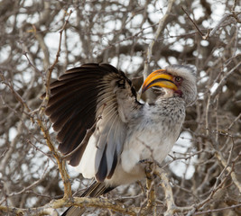 Yellow-Billed Hornbill in Kruger National Park, South Africa