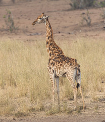 Obraz na płótnie Canvas Adult Giraffe in Kruger National Park, South Africa