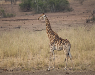 Naklejka na ściany i meble Adult Giraffe in Kruger National Park, South Africa