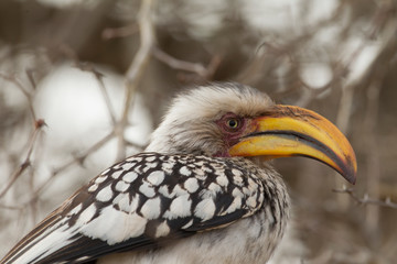 Yellow-Billed Hornbill in Kruger National Park, South Africa