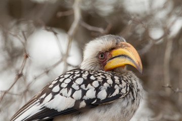 Yellow-Billed Hornbill in Kruger National Park, South Africa