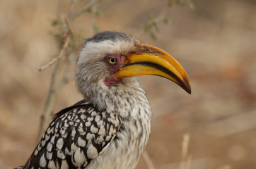 Yellow-Billed Hornbill in Kruger National Park, South Africa