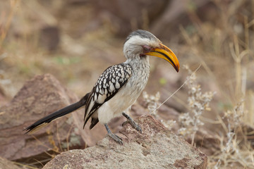 Yellow-Billed Hornbill in Kruger National Park, South Africa