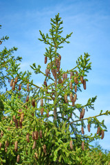 Spruce with cones in the Black Forest in Germany