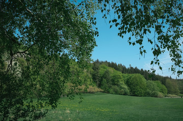 Fresh green roof above the roads in Moravian Karst