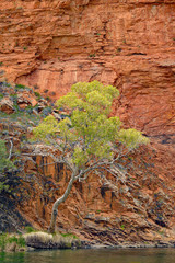 White gum trees in the East MacDonnell Range in the desert country of the Northern Territory Australia.