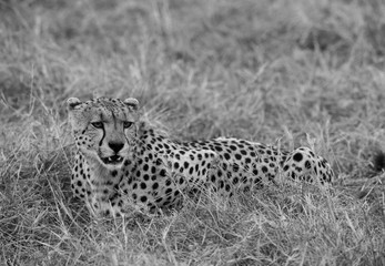 Closeup of a Cheetah after taking a meal in the evening hours, Masai Mara, Kenya
