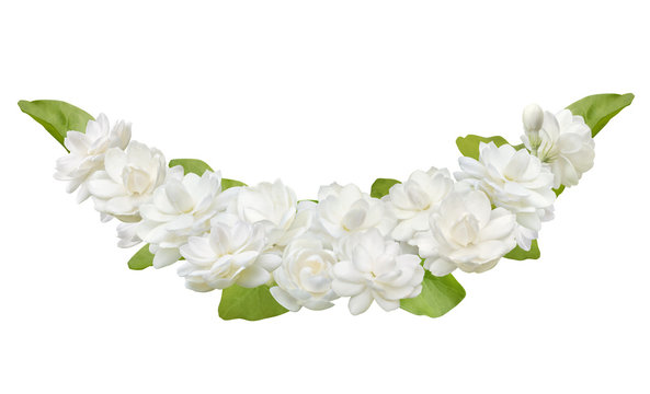 Jasmine flower isolated on white background, symbol of Mother's day in thailand