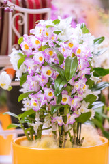 Naklejka na ściany i meble Orchid flower. Phalaenopsis orchid. beautiful flowers
