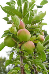 apples on the tree. Organic apples