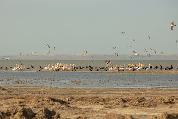 A colony of pelicans.ducks and gulls enjoying the afternoon sun on a sandy island in the Aral sea